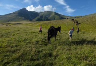 Trekking con i muli